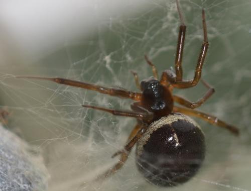 Réf. 232 415 : Steatoda nobilis